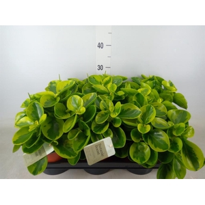 Peperomia