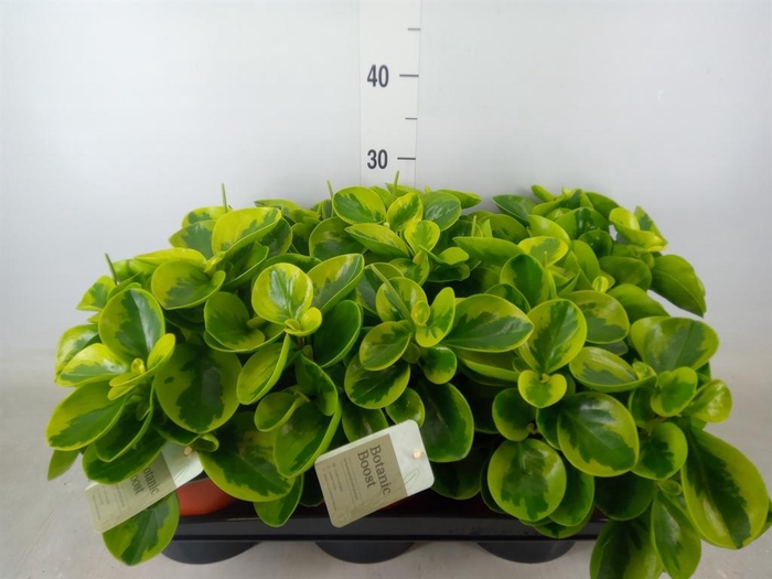 <h4>Peperomia</h4>