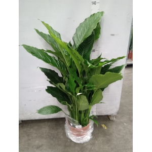 Spathiphyllum  'Sweet Sebastiano'