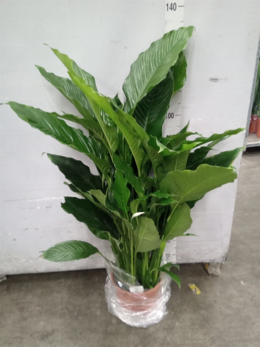 <h4>Spathiphyllum  'Sweet Sebastiano'</h4>