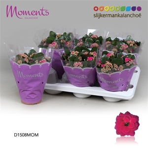 Kalanchoe Moments - Purple