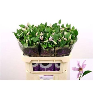 Clematis Amazing Miami Lila
