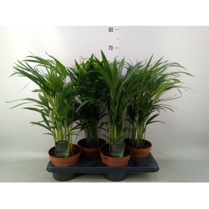 Dypsis lutescens   ...Chrysalidoca