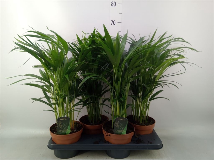 <h4>Dypsis lutescens   ...Chrysalidoca</h4>