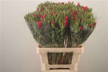 <h4>Clarkia Am Gr Red</h4>