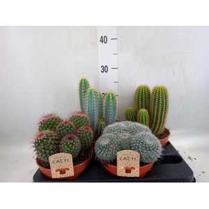Cactus   ...mix