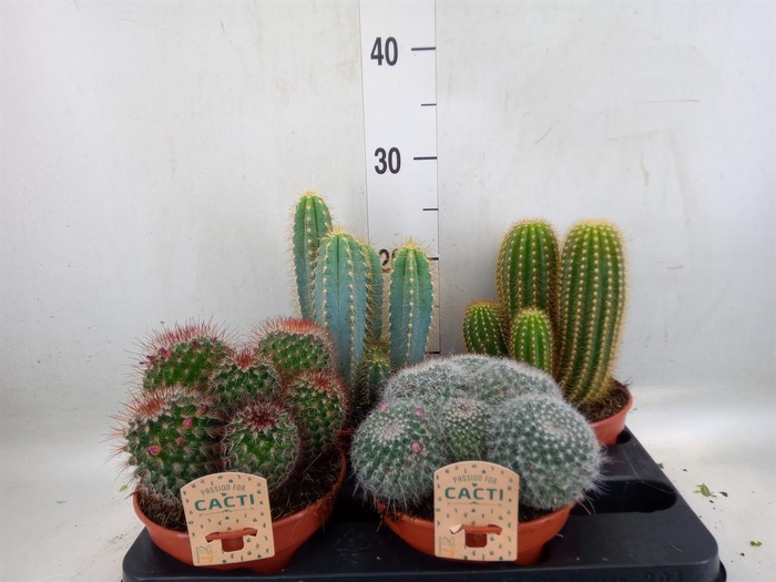 <h4>Cactus   ...mix</h4>