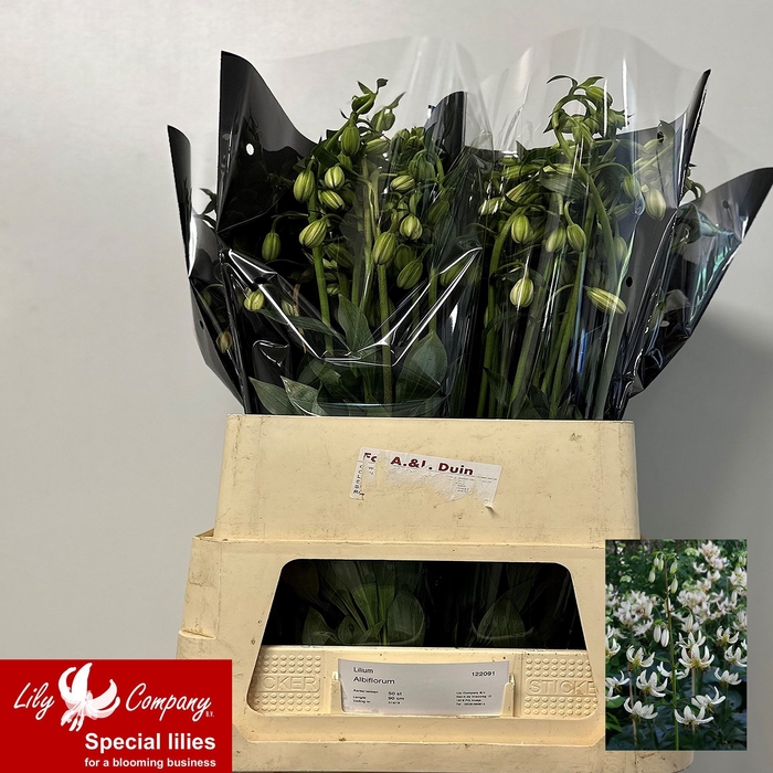 <h4>LI MA VAR ALBIFLORUM</h4>