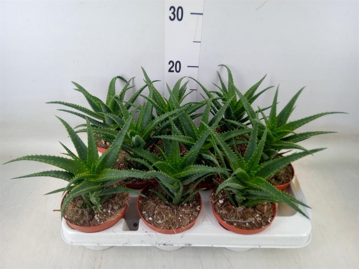 <h4>Aloe arborescens</h4>