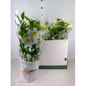 Lilium long. 'Miracle'