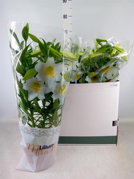 <h4>Lilium long. 'Miracle'</h4>