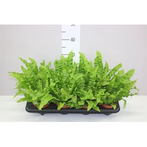 Asplenium Crispy Wave