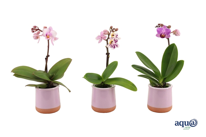 <h4>Valencia Lila Tiny Dolls Mix 1T7+ aqu@</h4>