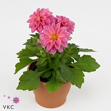 DAHL DECORE ROSE