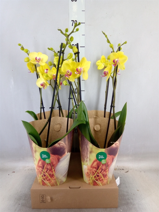 <h4>Phalaenopsis  'FC Miraflore'</h4>