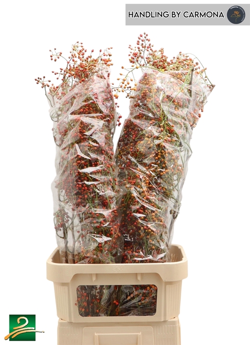 <h4>ROSA CORALLO</h4>