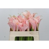 Zantedeschia Eydolls Pink