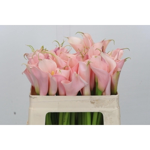 Zantedeschia Eydolls Pink