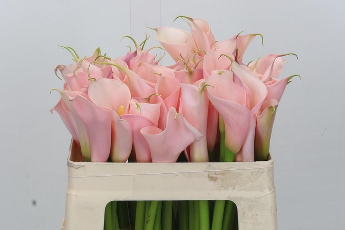 Zantedeschia Eydolls Pink