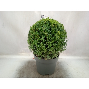 Buxus semp.   ...