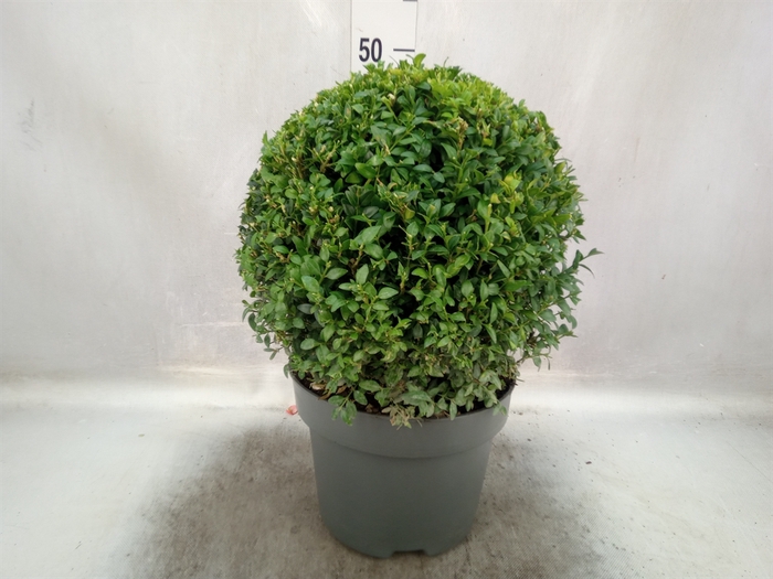 Buxus semp.   ...