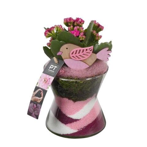 <h4>PTIG6874 Arrangementen kamerplanten</h4>