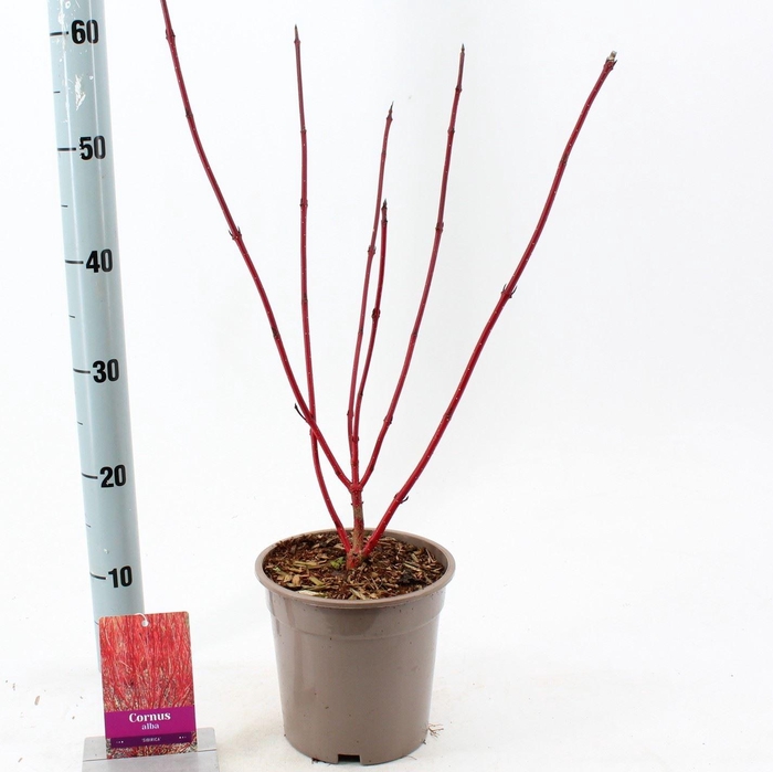 <h4>Cornus alba Sibirica</h4>