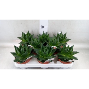 Aloe aristata 'Cosmo'