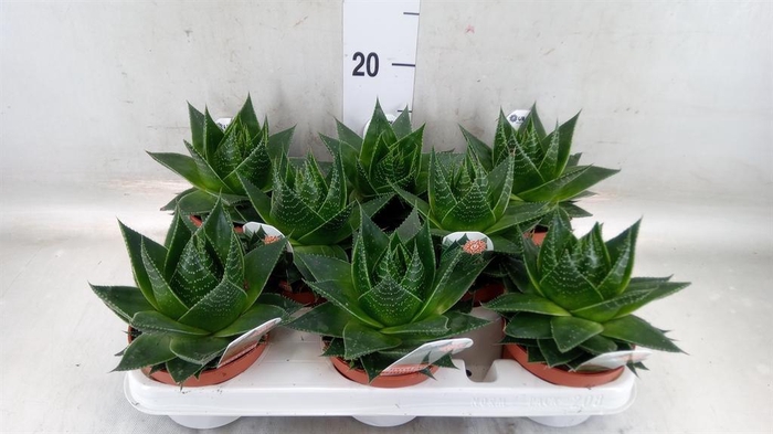 <h4>Aloe aristata 'Cosmo'</h4>