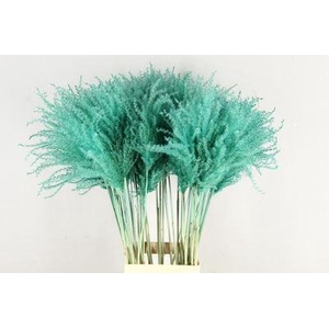 Dried Miscanthus Aqua 90cm