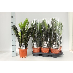 Zamioculcas zamifolia Raven 17Ø 65cm 5st