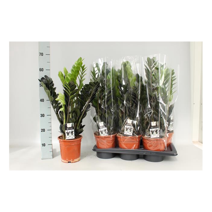 <h4>Zamioculcas zamifolia Raven 17Ø 65cm 5st</h4>