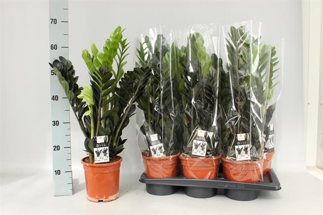 Zamioculcas zamifolia Raven 17Ø 65cm 5st