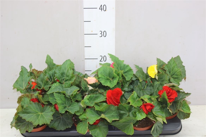 <h4>Begonia Tuberosa Mix</h4>