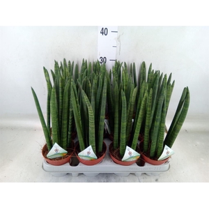Sansevieria cyl.  ...