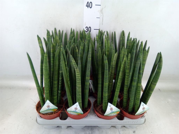 <h4>Sansevieria cyl.  ...</h4>