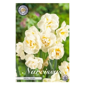 Narcissus Double Bridal Crown x6 12/14