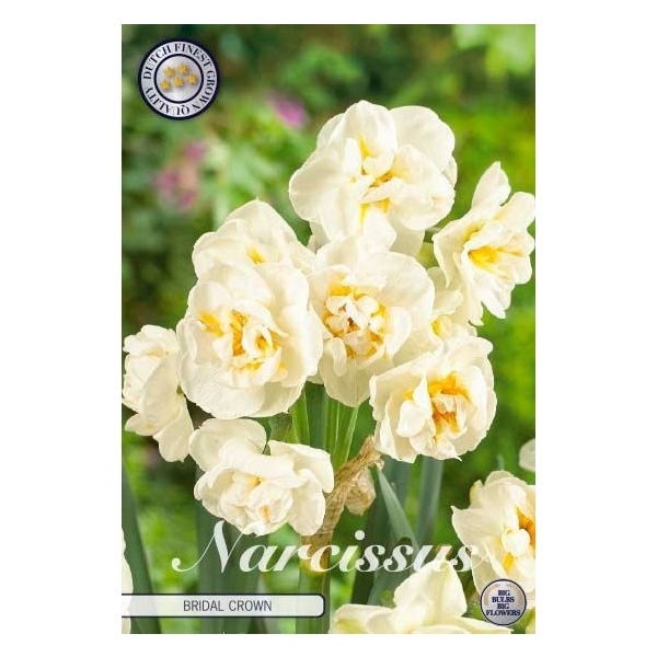 <h4>Narcissus Double Bridal Crown x6 12/14</h4>