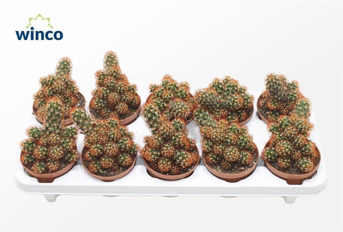 Mammillaria Elongata Rubra