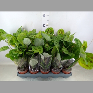 Maranta leuc. 'Kerchoveana'