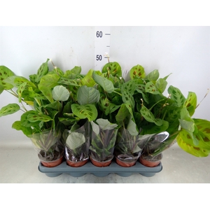 Maranta leuc. 'Kerchoveana'