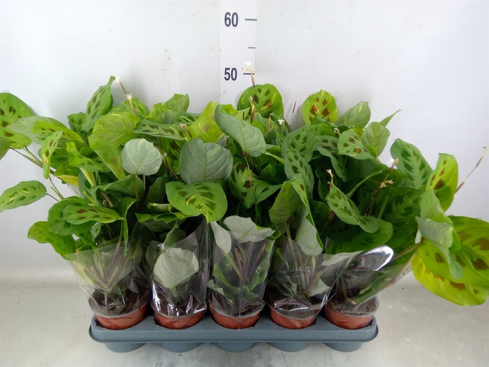 <h4>Maranta leuc. 'Kerchoveana'</h4>