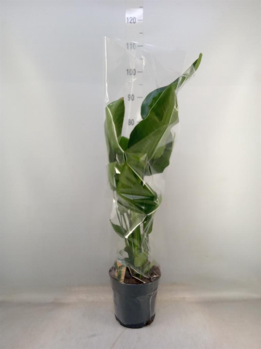 <h4>Strelitzia nicolai</h4>