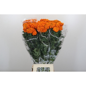 Tagetes Marigold Promise Orange