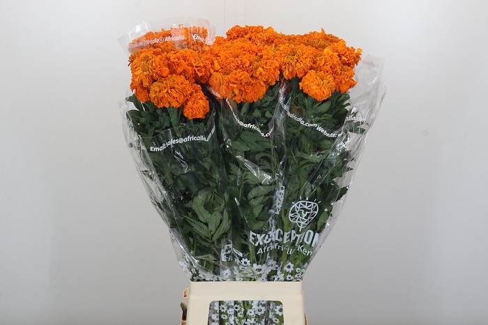 <h4>Tagetes Marigold Promise Orange</h4>