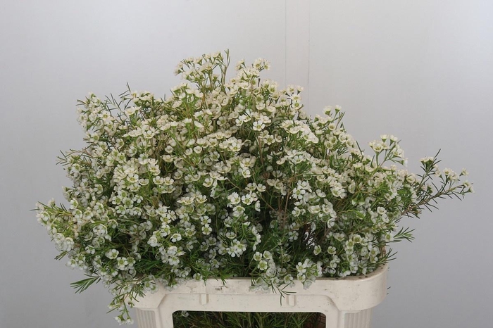 <h4>CHAME GRACE</h4>