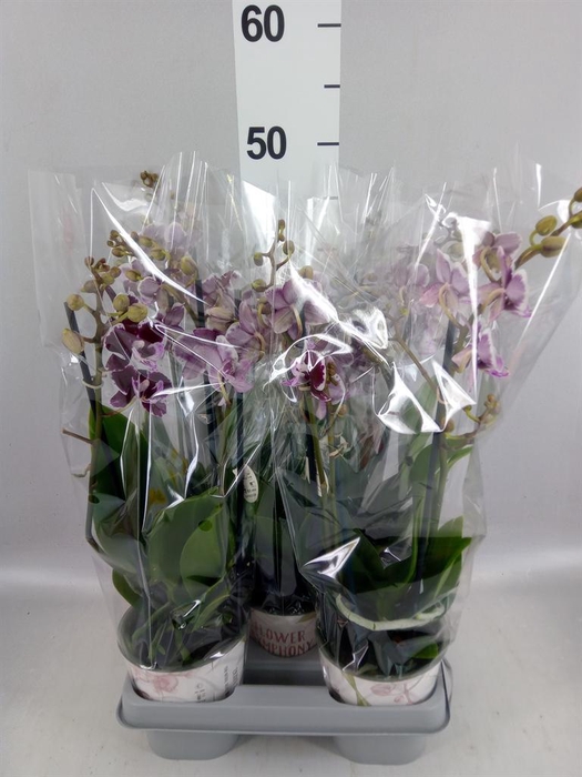<h4>Phalaenopsis   ...red</h4>