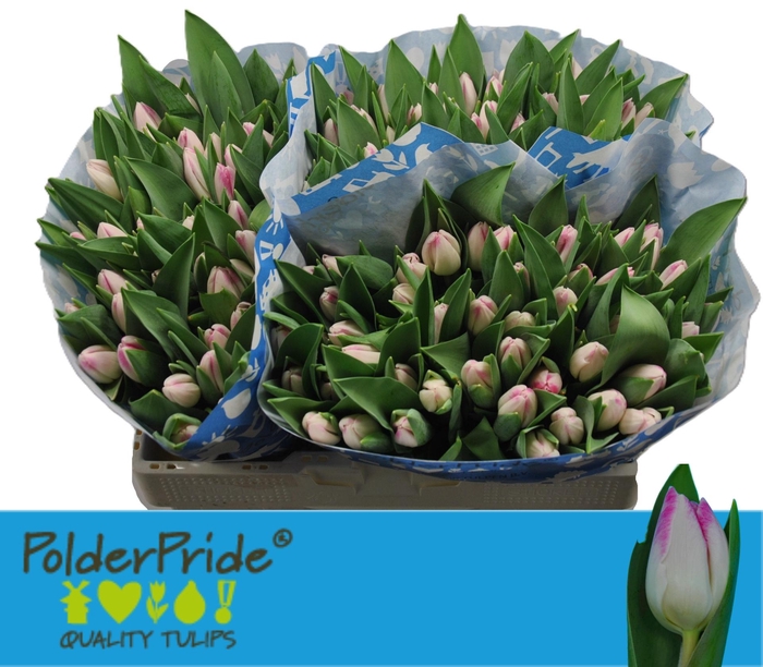 <h4>TU EN SINFONIE</h4>