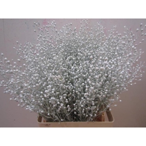 Lepidium G Atraxxa Wit
