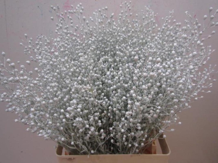<h4>Lepidium G Atraxxa Wit</h4>